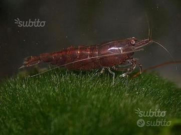 Neocaridina Davidi Chocolat Sakura, caridina