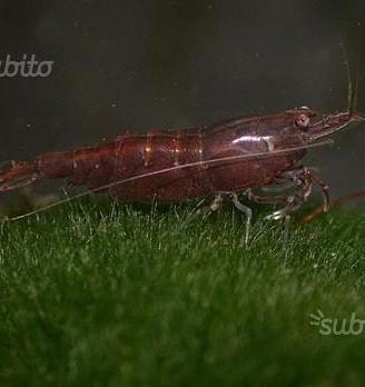 Neocaridina Davidi Chocolat Sakura, caridina