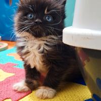 Ultima cucciola maine coon con pedigree