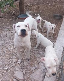 Disponibili cuccioli di dogo argetino