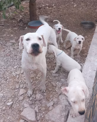 Disponibili cuccioli di dogo argetino