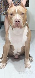 Pitbull monta maschio