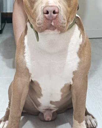 Pitbull monta maschio