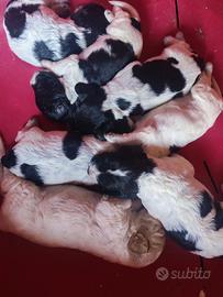 Cuccioli Cocker - Lagotto