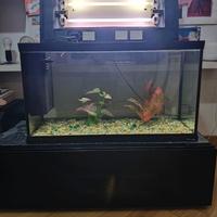 Acquario Cayman 80 Hydor-Ferplast da 120L