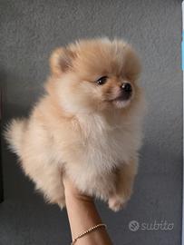 Spitz di Pomerania
