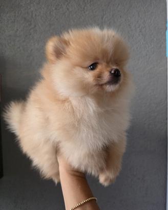Spitz di Pomerania