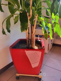 Vaso Lechuza LS43+Palma Yucca tronchetto felicità