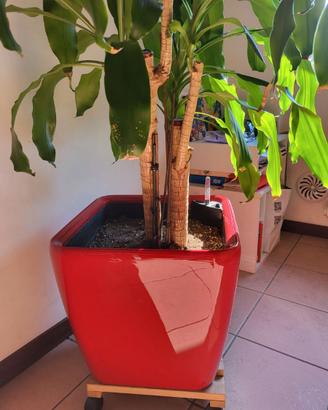 Vaso Lechuza LS43+Palma Yucca tronchetto felicità