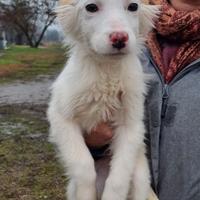 Fiona: cucciola tutta bianca, taglia contenuta