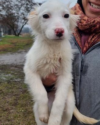 Fiona: cucciola tutta bianca, taglia contenuta