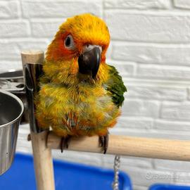 Pappagallo Conuro del sole pet