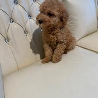 Barboncini cuccioli limite Toy