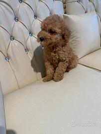 Barboncini cuccioli limite Toy