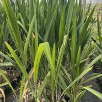 Cocos in vaso da 3 L