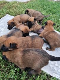 Pastore belga malinois
