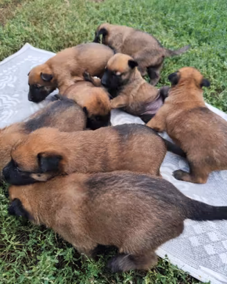Pastore belga malinois