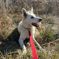 Pastore Svizzero Bianco disponibile per monta