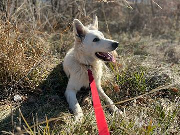 Pastore Svizzero Bianco disponibile per monta