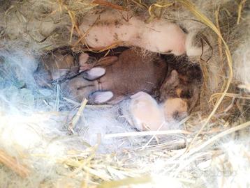 Mamma Conigla con 5 piccoli di 2 settimane