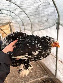 Coppia cocincina nana