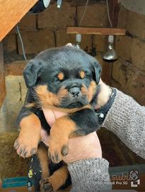 Cuccioli rottweiler