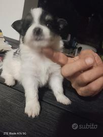 Quattro cuccioli maschi