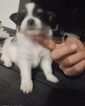 Quattro cuccioli maschi