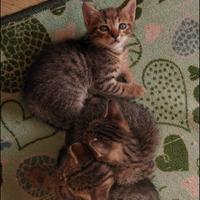 Gattini in adozione