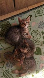 Gattini in adozione