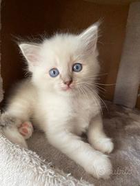 Cucciola Ragdoll