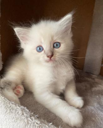 Cucciola Ragdoll