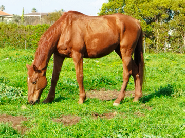 Cavallo da salto