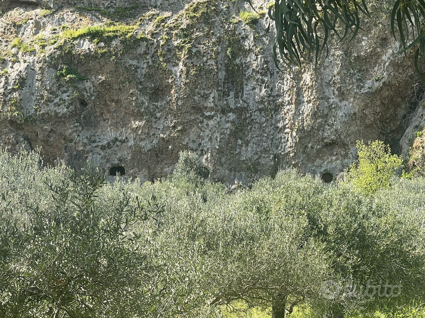 Terreno con ulivi centenari - Vista 5