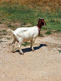 Cedoo coppia di capra razza boeero