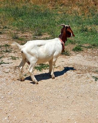 Cedoo coppia di capra razza boeero