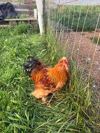 Gallo di morosetta puro