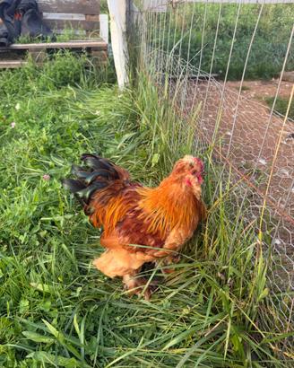 Gallo di morosetta puro