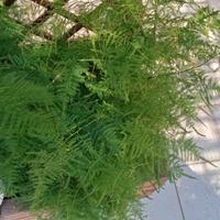 asparagina in vaso €15 ricadente e rampicante