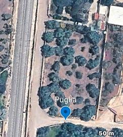 Terreno Agricolo Uliveto