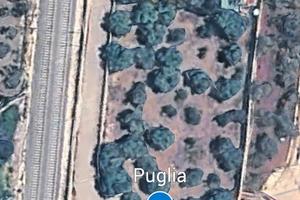 Terreno Agricolo Uliveto