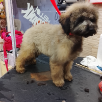 Barboncina colore sabbia