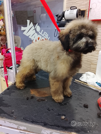 Barboncina colore sabbia