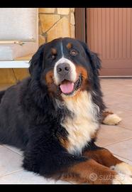 Maschio Bovaro del Bernese di 4 anni affido