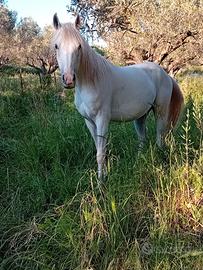 Cavalla