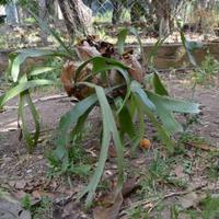 Pianta Platycerium o Corna di cervo