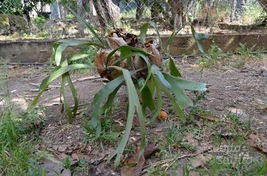 Pianta Platycerium o Corna di cervo