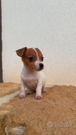 Jack russel toy