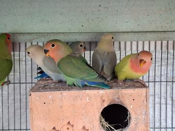 Inseparabili 3 femmine 1 maschio