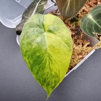 Alocasia Aurea Variegata Gageana